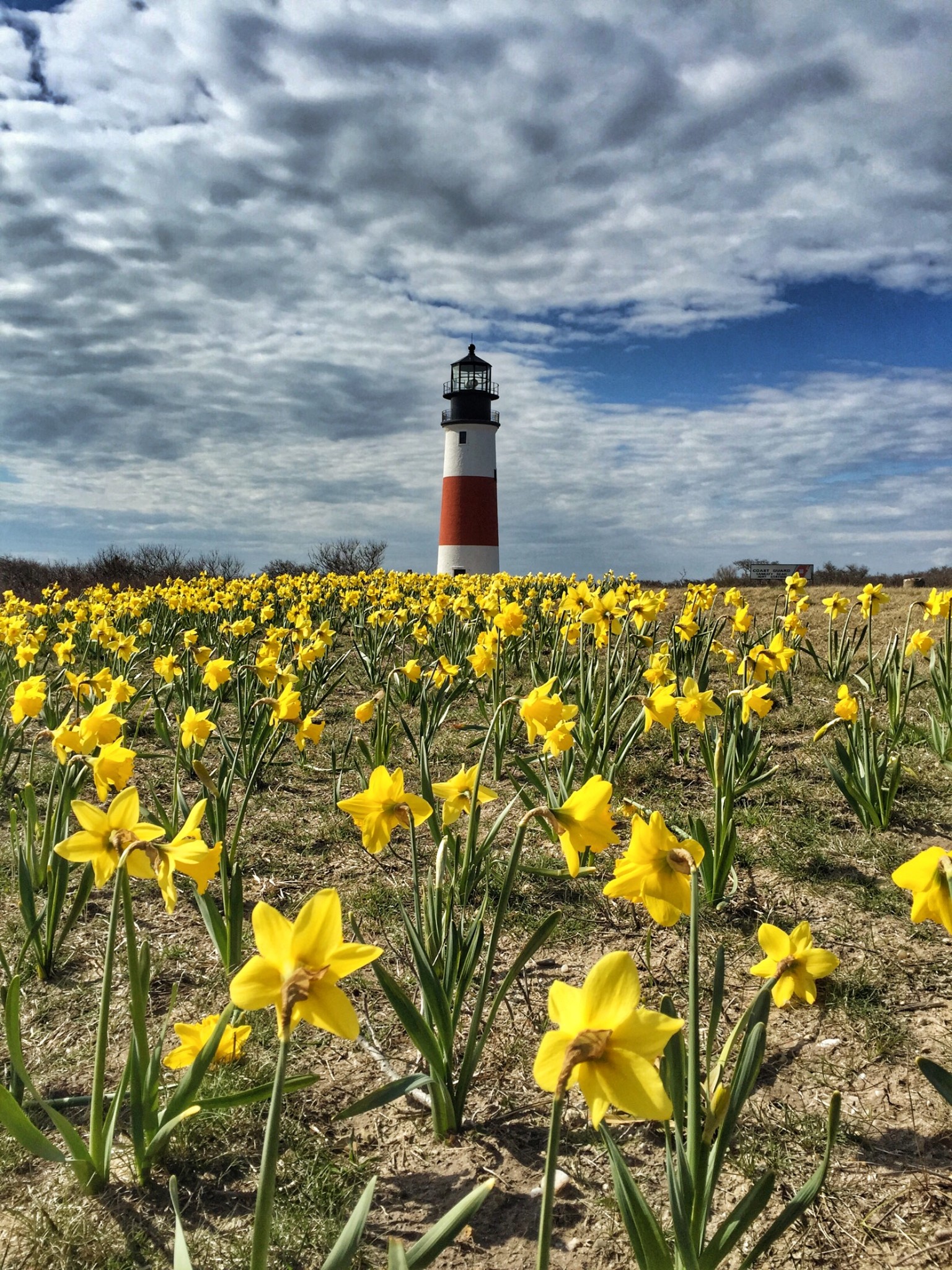 A Guide to Nantucket's Daffodil Festival The ALyst A Bostonbased