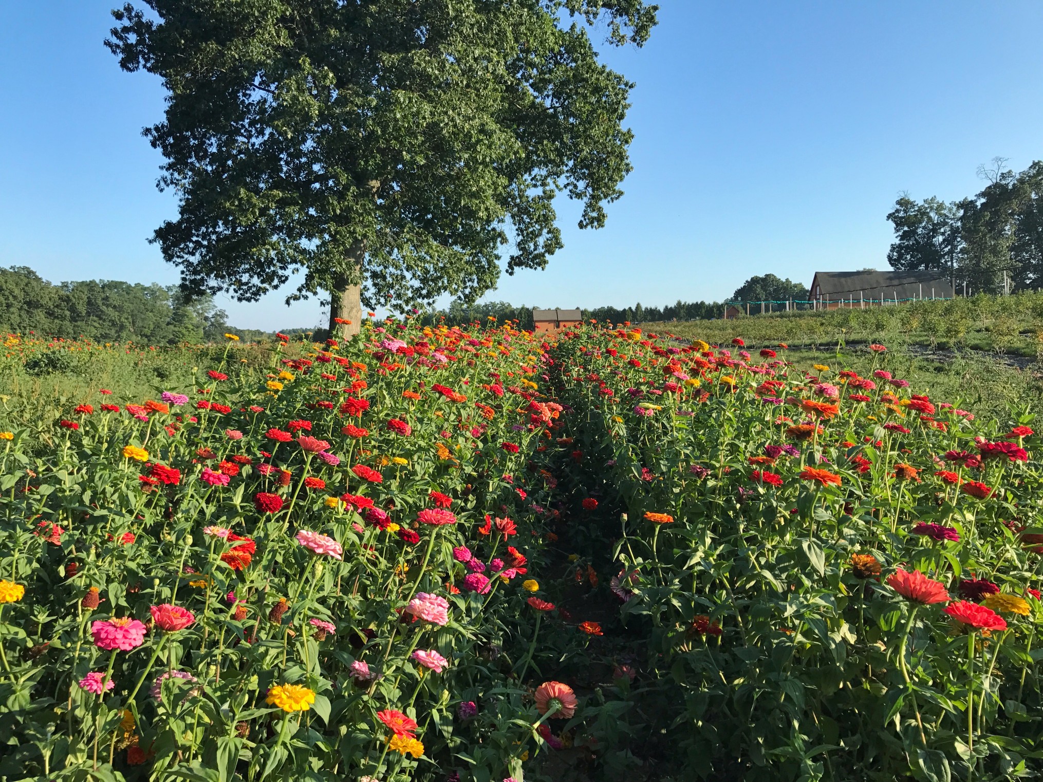 Where to Pick Your Own Flowers in Massachusetts The ALyst A Boston