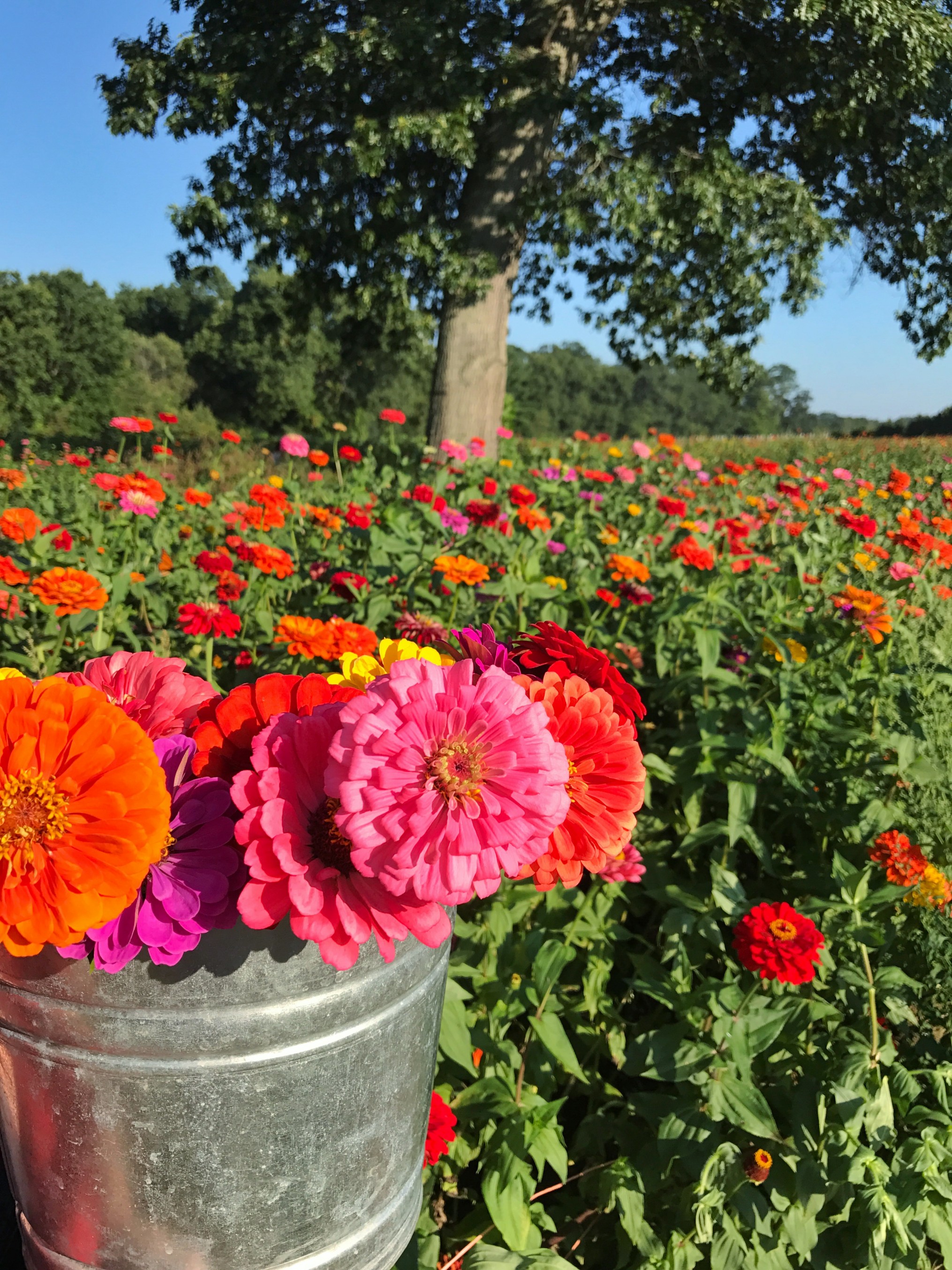 Where to Pick Your Own Flowers in Massachusetts The ALyst A Boston