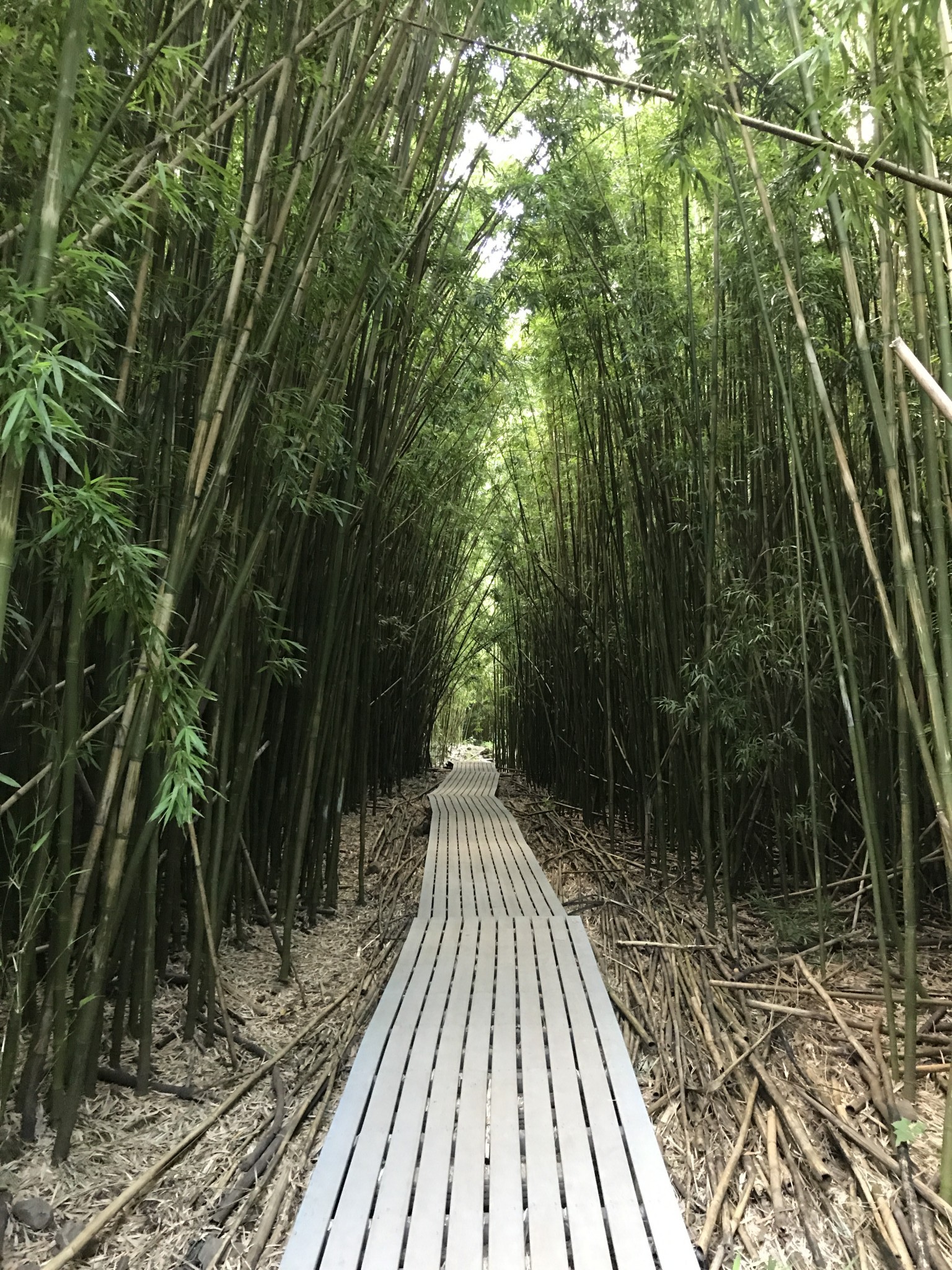 bamboo forest, road to hana, haleakala national park, the-alyst.com