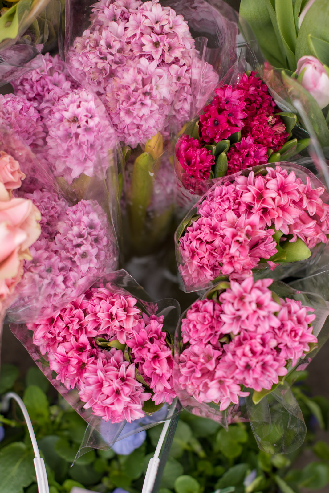 pink flowers, boston, the-alyst.com