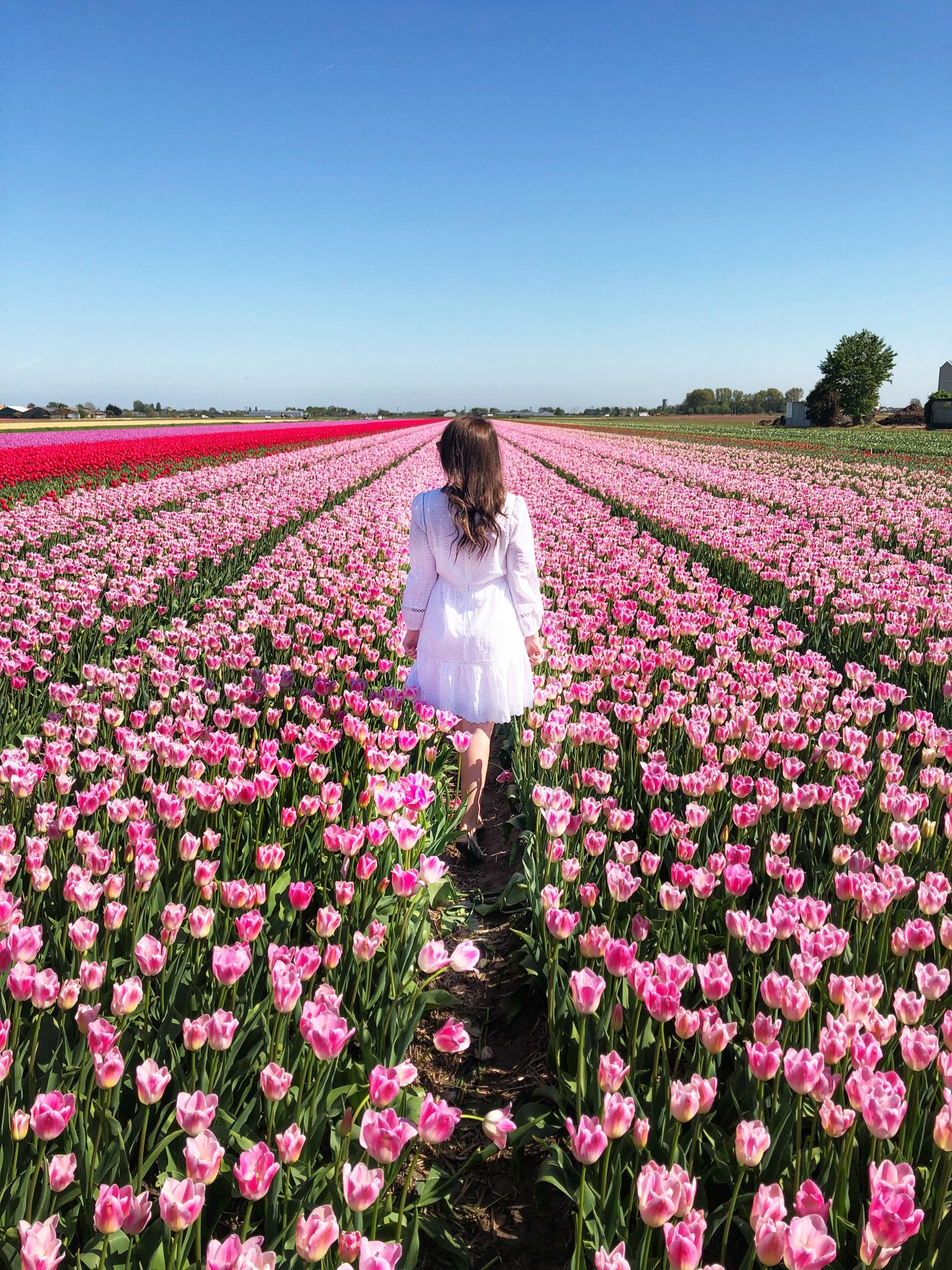 tulip fields netherlands, lisse, the-alyst.com