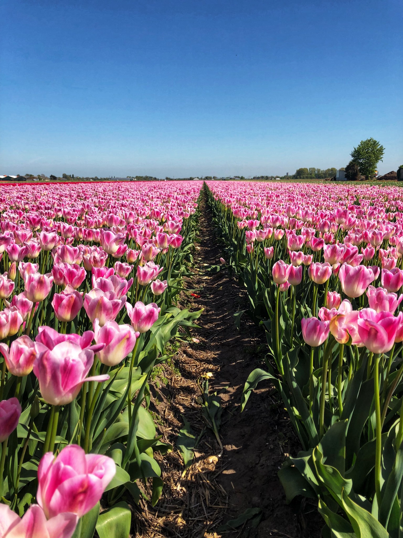 tulip fields netherlands, lisse, the-alyst.com